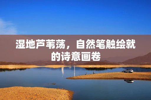 湿地芦苇荡，自然笔触绘就的诗意画卷