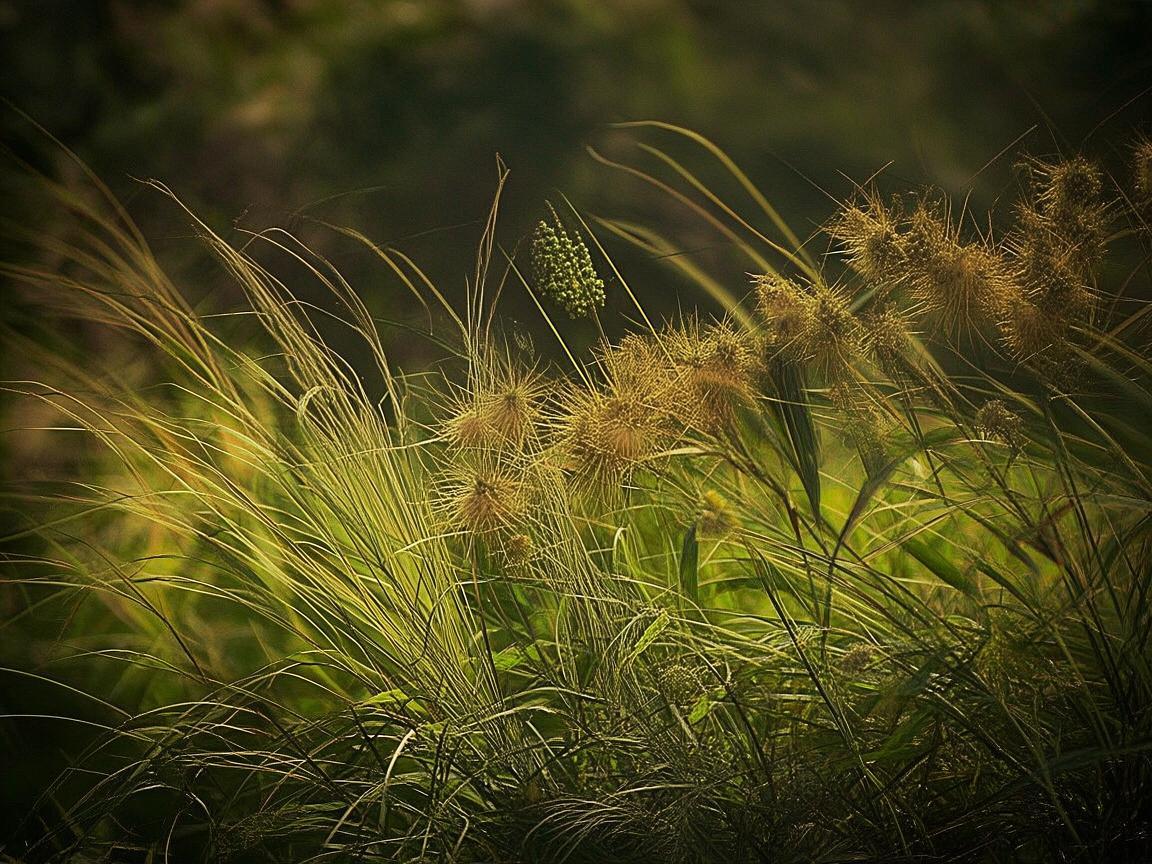 草果，大自然馈赠的独特设计元素